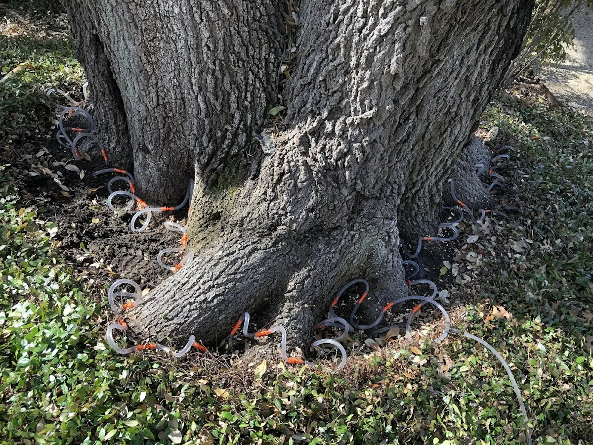 Detailed Tree Cabling and Bracing job site in Meridian